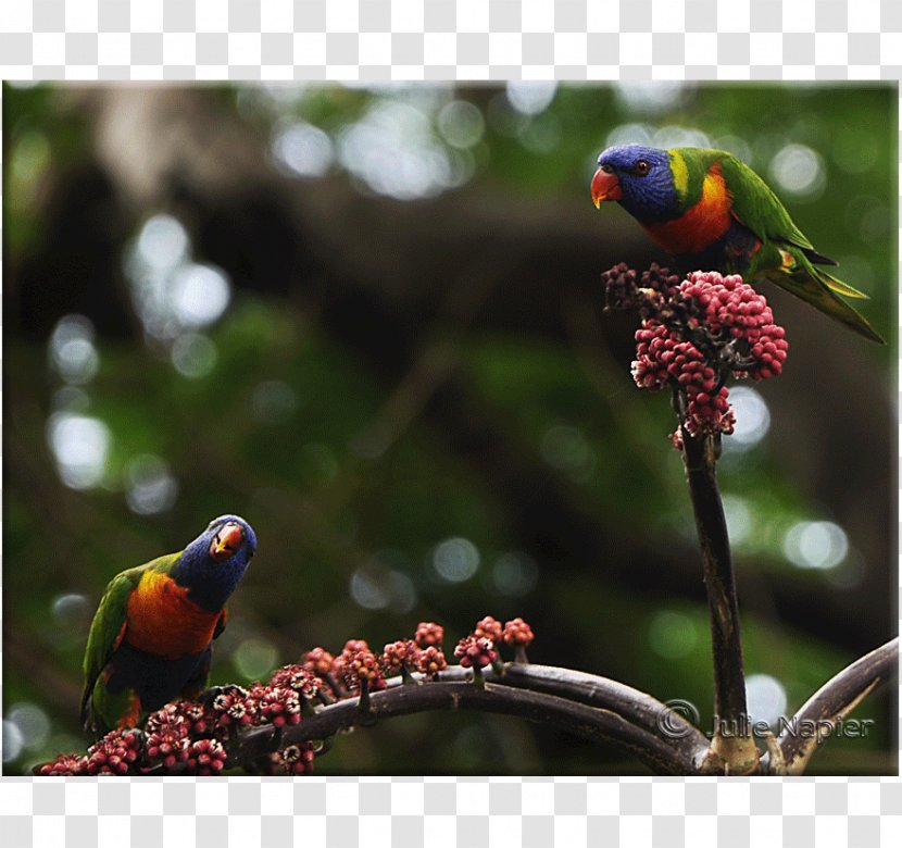 Loriini Finches Parakeet Fauna Beak - Branch Transparent PNG