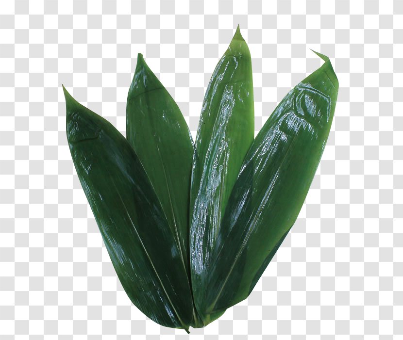 Zongzi Leaf Green - Resource - Bamboo Leaves Transparent PNG