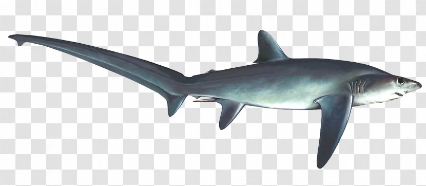 Tiger Shark Requiem Sharks Squaliform Fauna - Cartilaginous Fish - Zorro Vector Transparent PNG