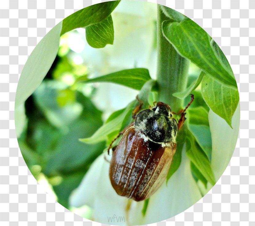 Beetle Pollinator Invertebrate Pest - Luxuriant Transparent PNG