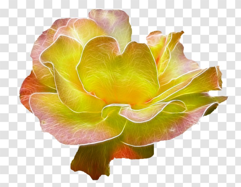 Garden Roses Flower - Flowering Plant Transparent PNG