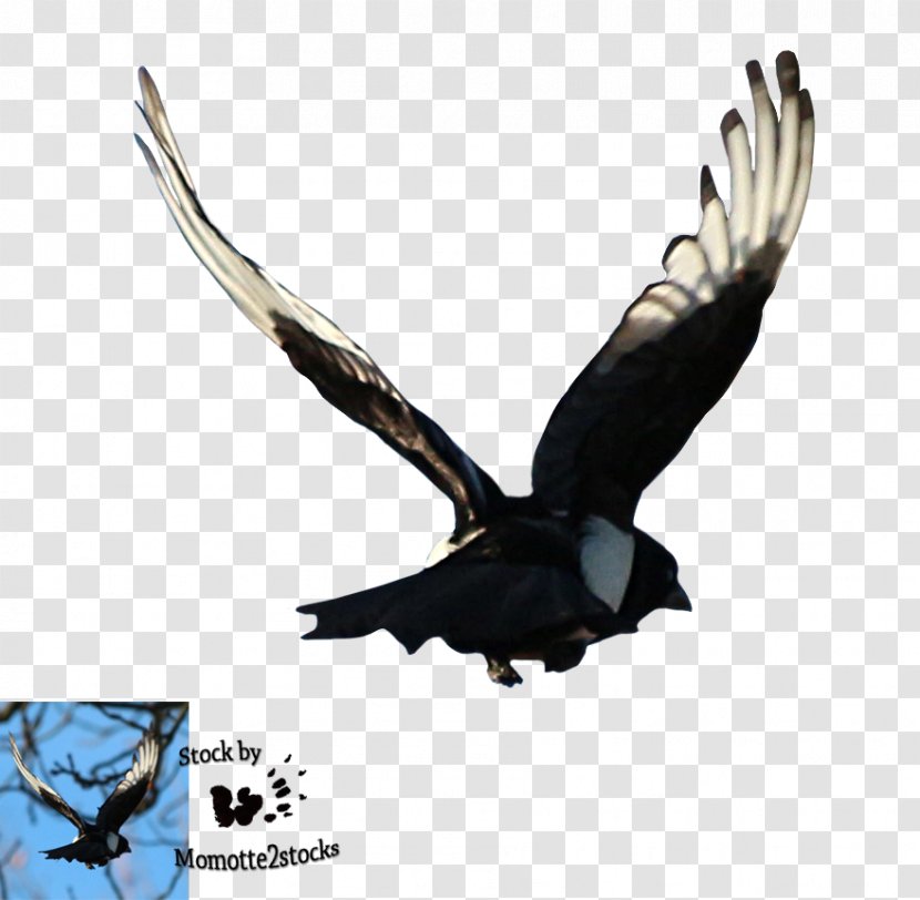 Bald Eagle Bird Flight Magpie - Feather Transparent PNG