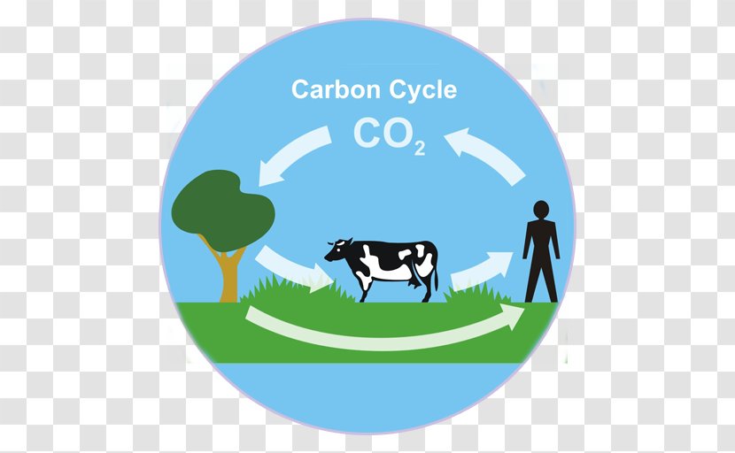 Carbon Cycle Dioxide Biogeochemical Photosynthesis - Natural Environment - Water Transparent PNG