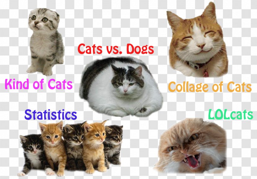 Kitten Whiskers Cat Collage - Image Map - Funny Cats Transparent PNG