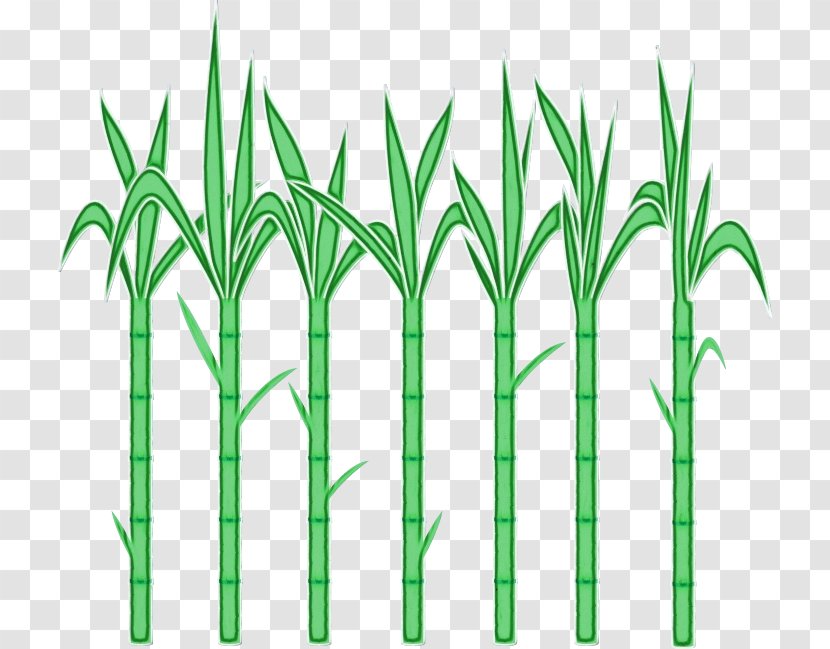 Green Grass Plant Family Stem - Elymus Repens - Terrestrial Transparent PNG