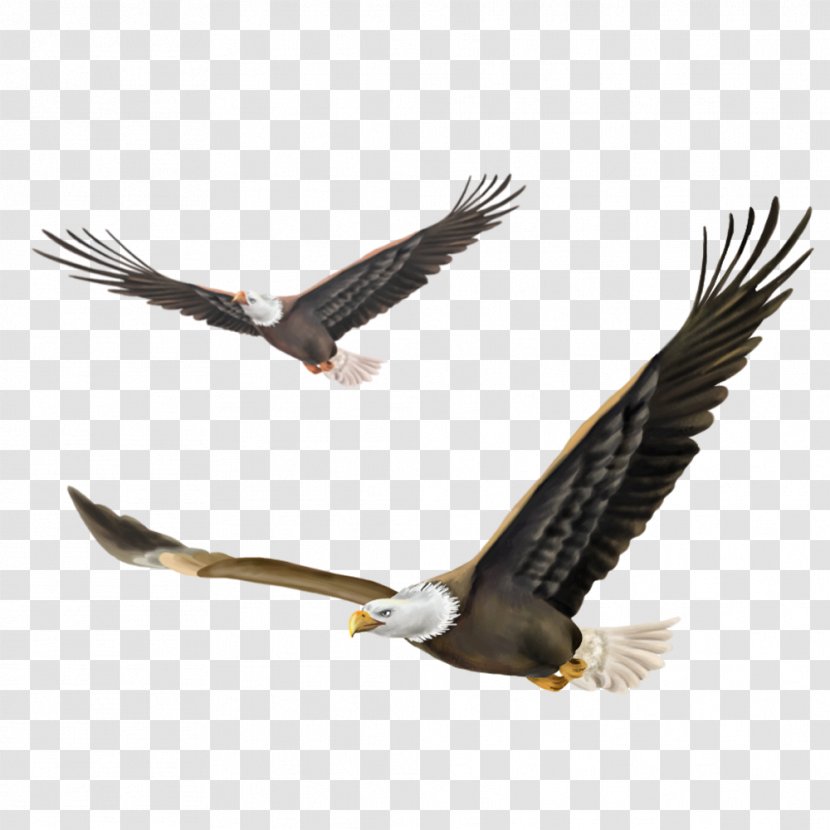 Bald Eagle Bird Wallpaper - Fauna - Flying Transparent PNG