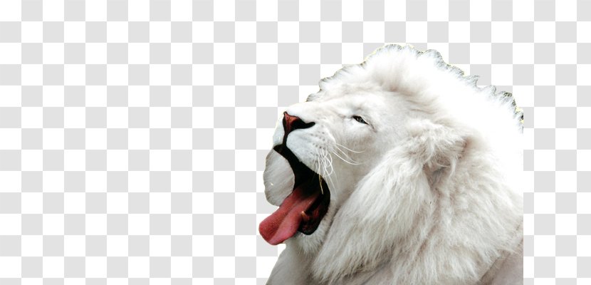 White Lion Desktop Wallpaper Big Cat - Xw Transparent PNG