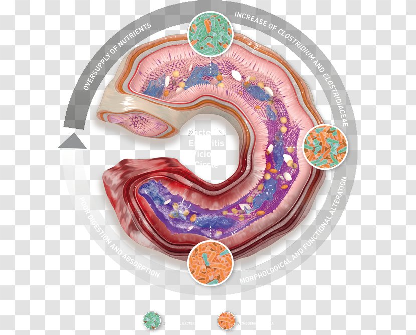 Broiler Gastrointestinal Tract Ear Health Organism - Frame Transparent PNG