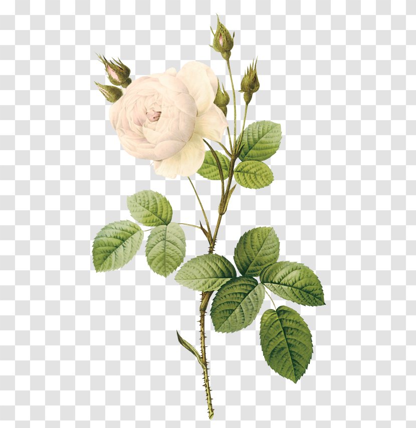 Moss Rose Flower Botanical Illustration Botany - White Roses Transparent PNG