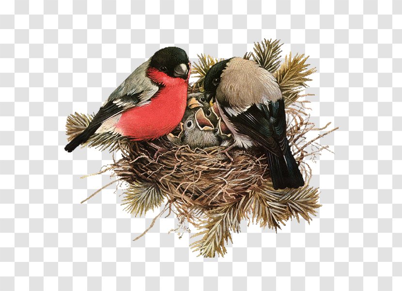 Edible Birds Nest - Bird Transparent PNG