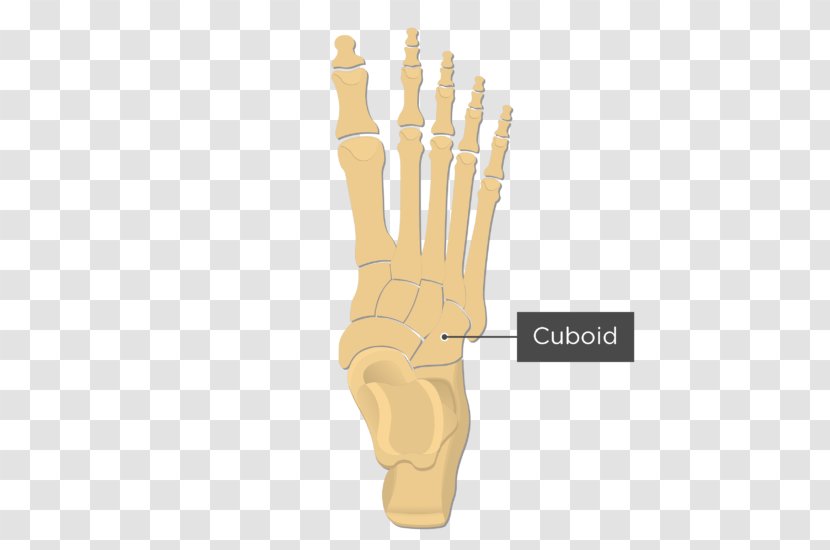 Cuneiform Bones Tarsus Metatarsal Medial Bone Foot - Cartoon - Cuboid Transparent PNG