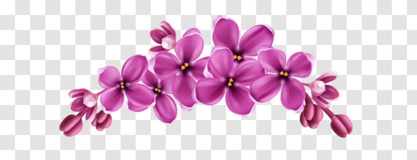 Cut Flowers Instagram Video - Flowering Plant - Flower Transparent PNG