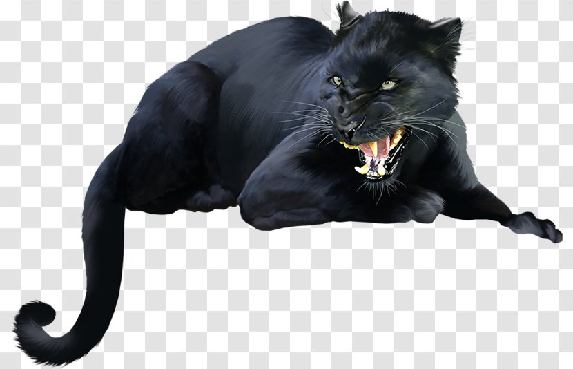 Black Cat Panther Bombay Dog Kitten - Wildlife Transparent PNG