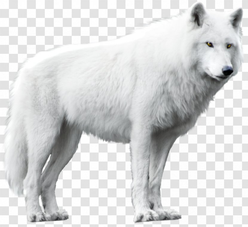 Dog Arctic Wolf Alaskan Tundra Black - Deviantart Transparent PNG