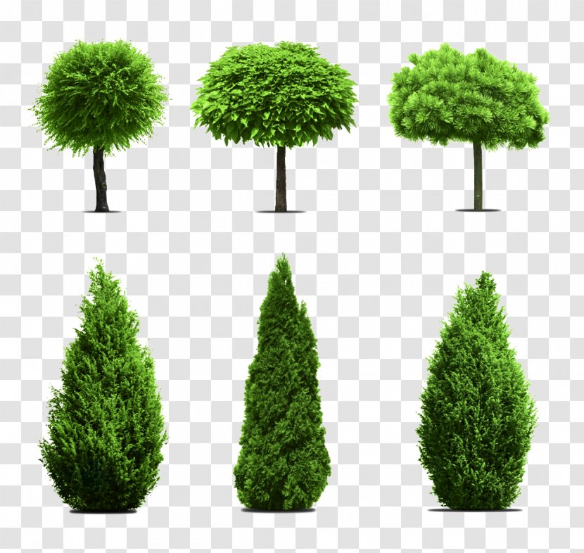 Tree Garden Evergreen - Houseplant - Eucalyptus Cypress Banyan Picture Material Transparent PNG