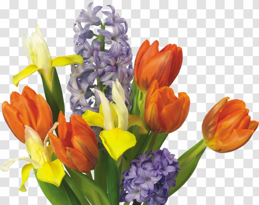 Tulip Flower Bouquet Cut Flowers - Petal Transparent PNG
