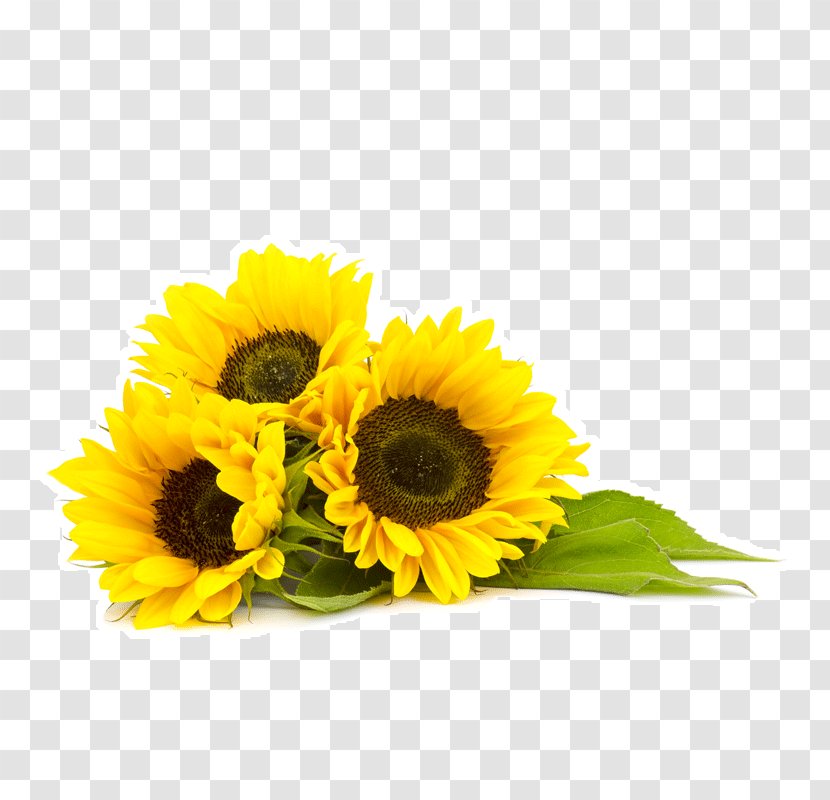 Common Sunflower Organic Food Oil Seed - Cut Flowers Transparent PNG