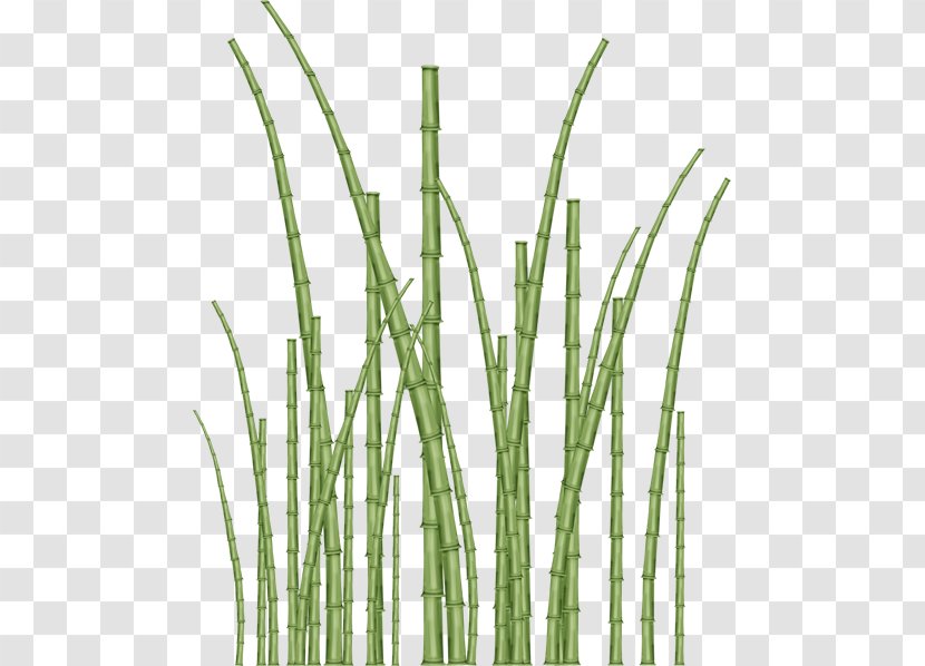 Vetiver Bamboo Commodity Plant Stem Tree - Grass Family Transparent PNG