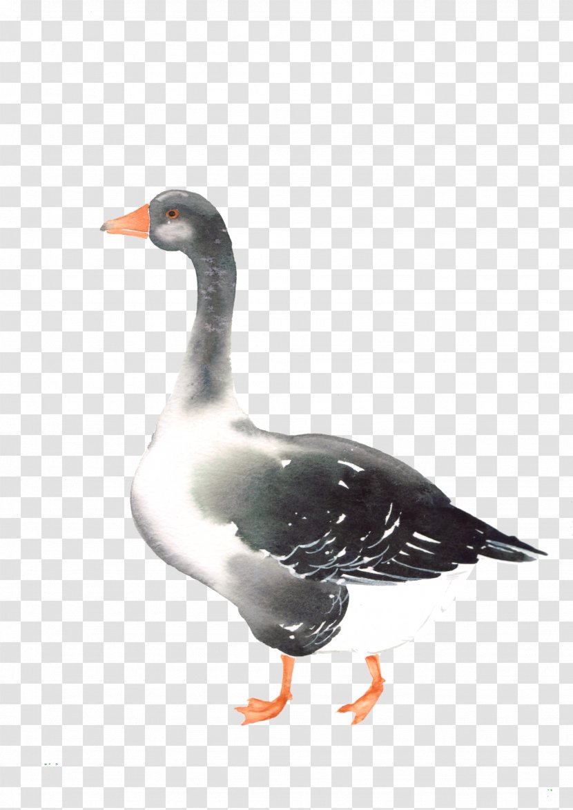 Duck Goose Bird Mergini Cygnini - Watercolor Animal Transparent PNG