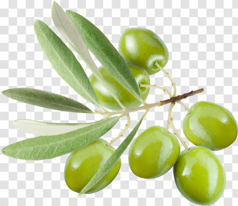 Olive Leaf Oil - Branch Transparent PNG