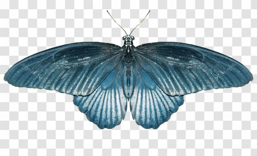 Butterfly Wikia Old School RuneScape Computer File - Invertebrate - Image Transparent PNG