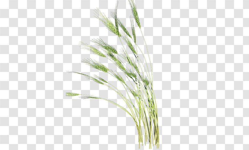 Clip Art - Plant - Green Oil Amount Of Wheat Transparent PNG
