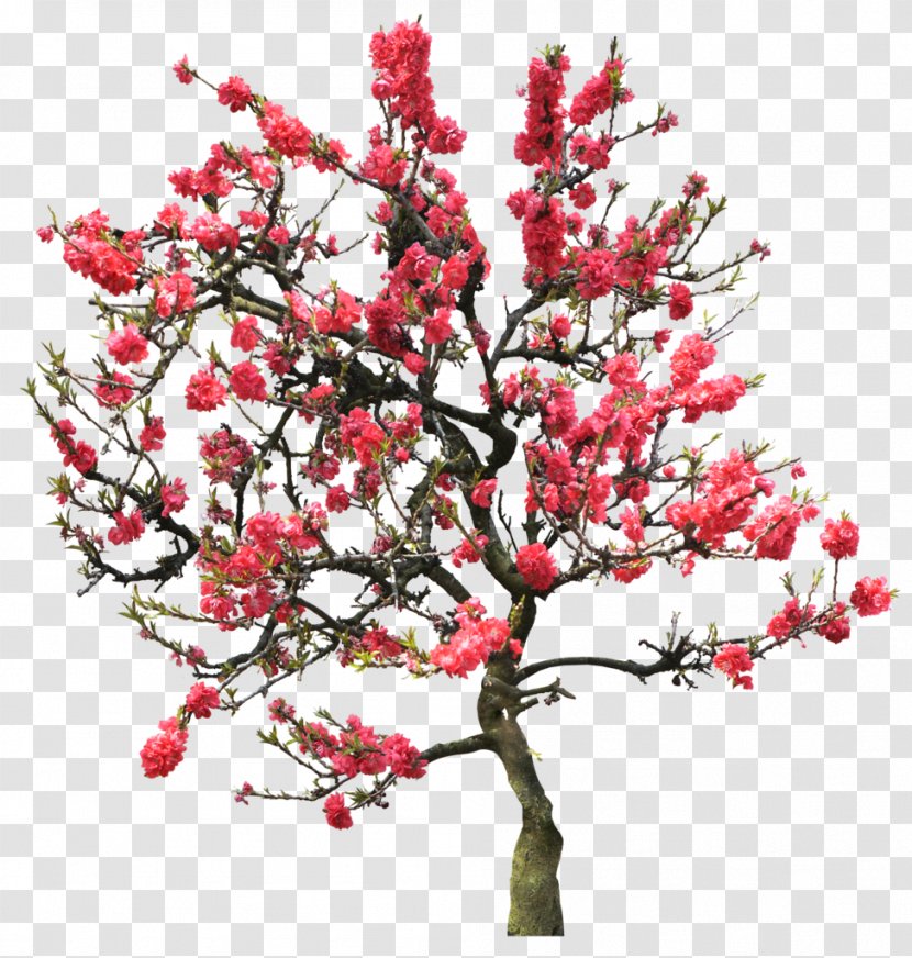 Diamant Koninkrijk Flowers & Trees Garden Android - Branch - Cherry Blossom Transparent PNG