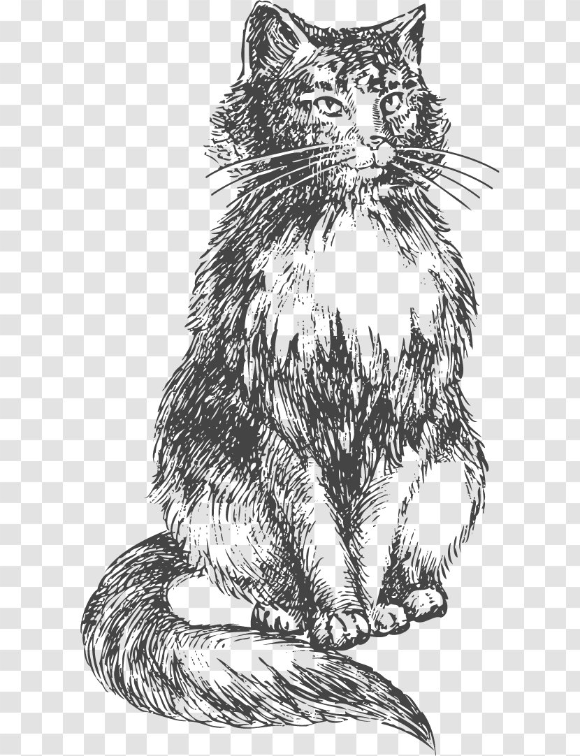 Bengal Cat Kitten Drawing Sketch - Hand Drawn Vector Transparent PNG