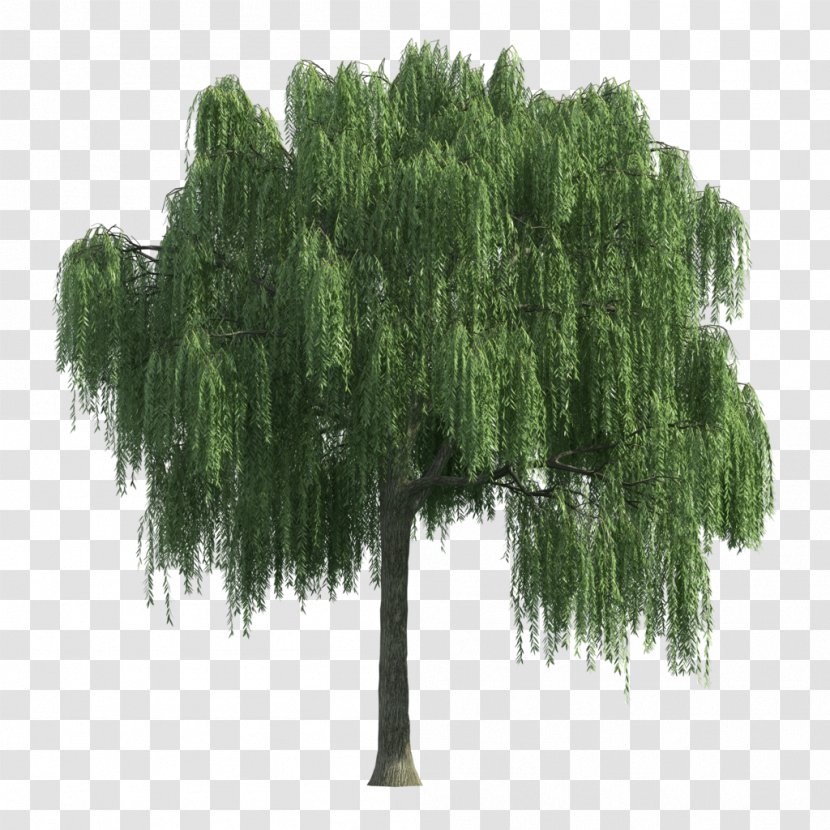 Willow Tree Shrub - Evergreen Transparent PNG