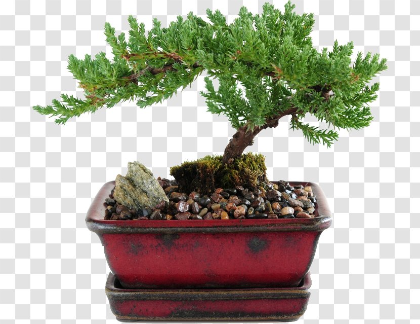 Juniperus Procumbens Chinensis Indoor Bonsai Tree - Garden Transparent PNG