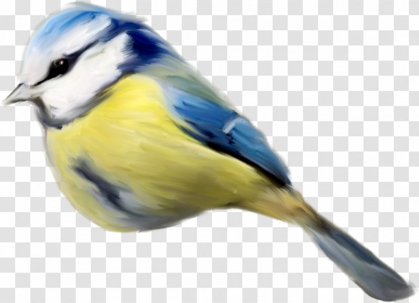 Drawing Birds Painting - Art - Bird Transparent PNG