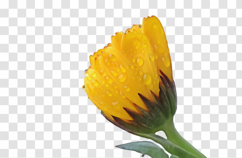 Marigold Flower - Petal - Wildflower Dandelion Transparent PNG