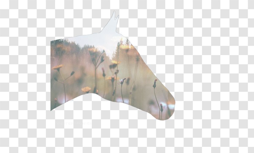 Horse MediBang Inc. Pony - Brush - Double Exposure Transparent PNG