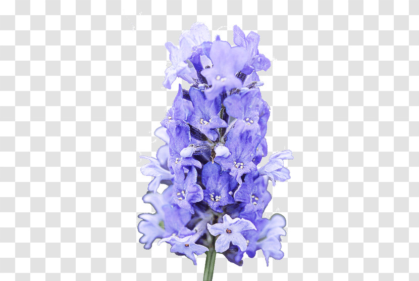 Lavender Transparent PNG