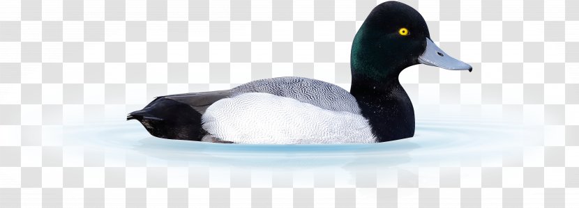 Duck Cartoon - Animal Figurine - Greater Scaup Mergus Transparent PNG