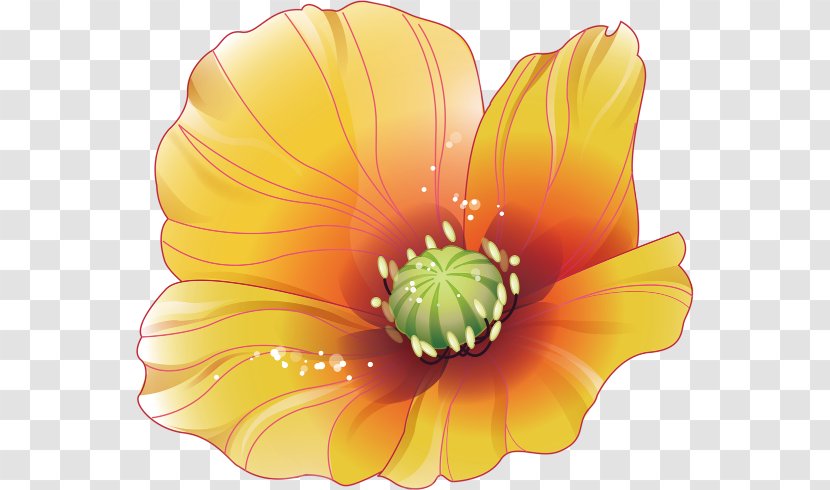 Flower Clip Art - Orange - Decorative Floral Pattern Transparent PNG