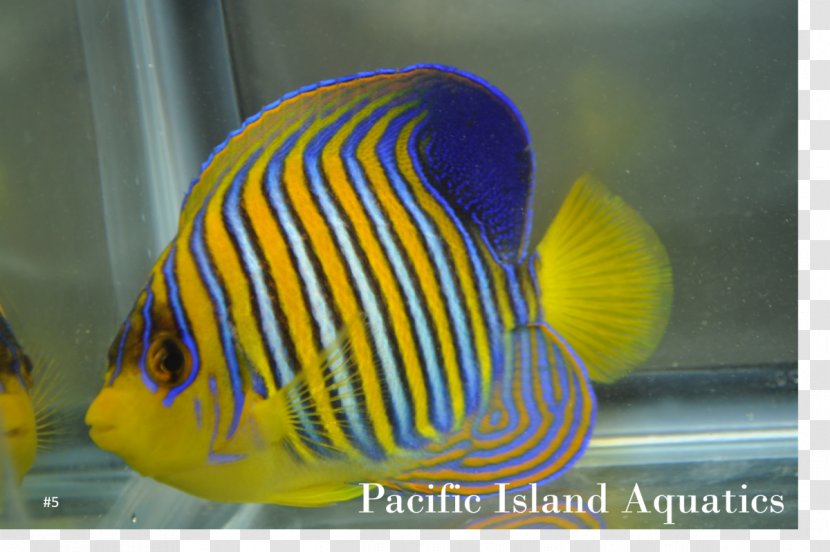 Aquariums Marine Biology Cobalt Blue Coral Reef Fish Pomacanthidae - Undersea Transparent PNG
