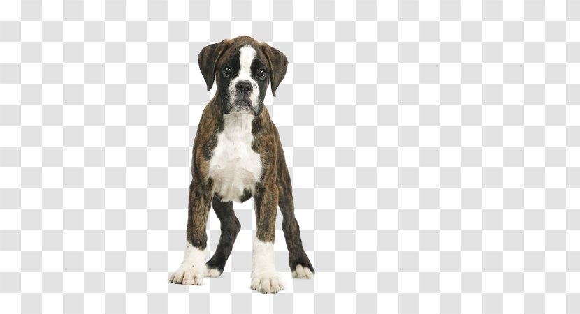 Royal Canin Boxer Junior Puppy Adult 12 Breed - Pet - Puppies Transparent PNG