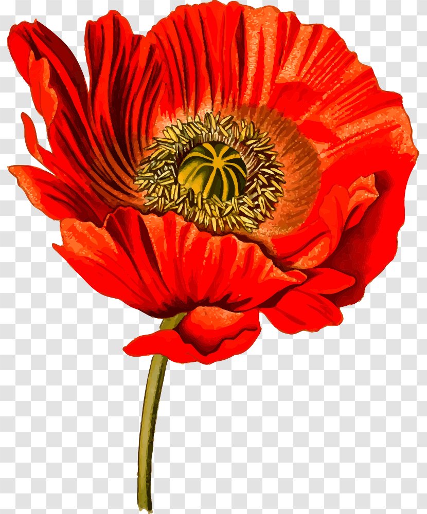 Opium Poppy Common Clip Art - Orange Transparent PNG