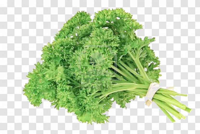 Parsley - Flower - Culantro Food Transparent PNG