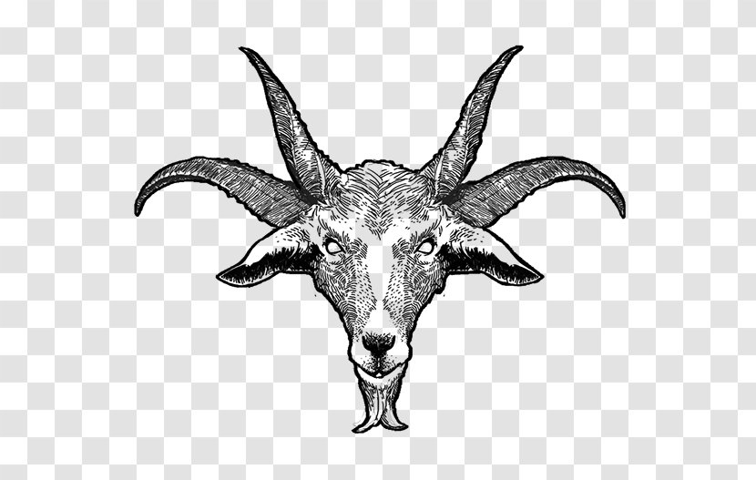 Goat Cattle Horn Skull Wildlife - Black And White Transparent PNG