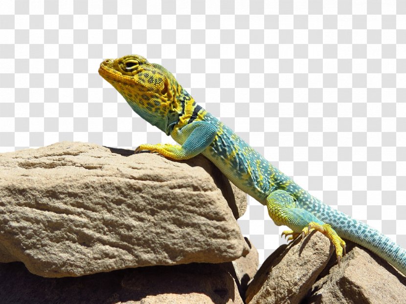 Arches National Park Moab Hovenweep Monument Common Collared Lizard - Iguania Transparent PNG
