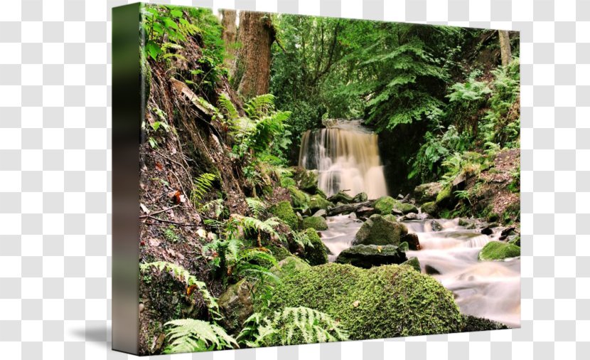 Nature Reserve Rainforest Botanical Garden Flora Water Resources - State Park - Forest Transparent PNG