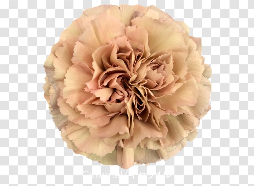 Rose Carnation Cut Flowers Pink - Peach Transparent PNG