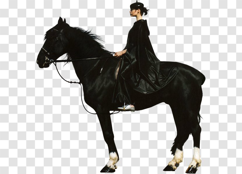 Horse Stallion Black And White Rein - Supplies - Amazed Guy Transparent PNG