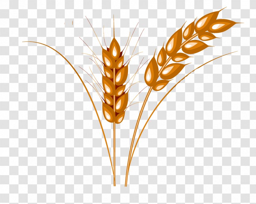 Wheat Caryopsis Cattle - Winter Cereal Transparent PNG