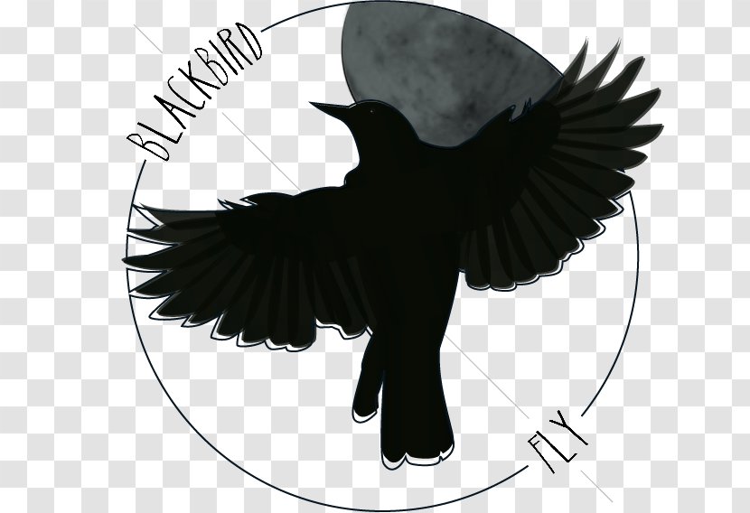 Blackbird Art Drawing Northern Flicker The Beatles - Crow - Artist Transparent PNG