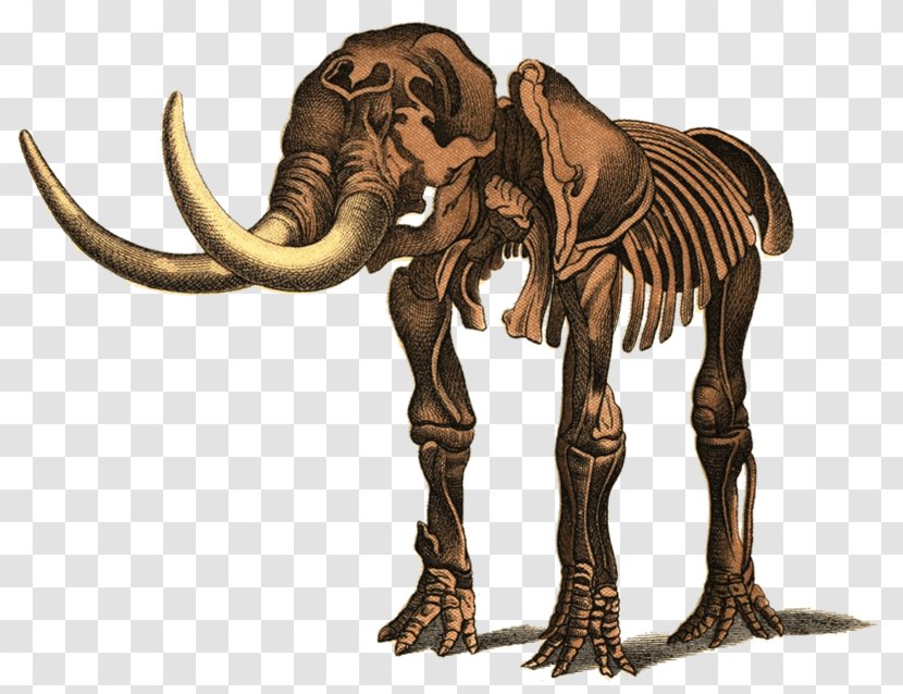 Mastodon Elephant Mammoth Art Image - Extinction - Dinosaur Skeleton Transparent PNG