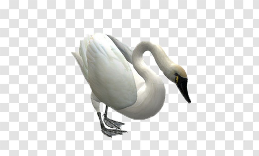 Cygnini Bird Swan Goose - Duck - Weihai Transparent PNG