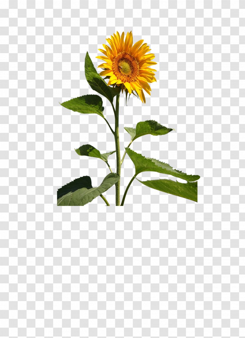 Common Sunflower Cut Flowers - Flowerpot Transparent PNG